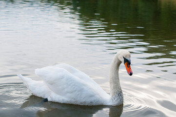 A white majestic swan floats in front of a wave of water. Young swan in the middle of the water. Drops on a wet head.