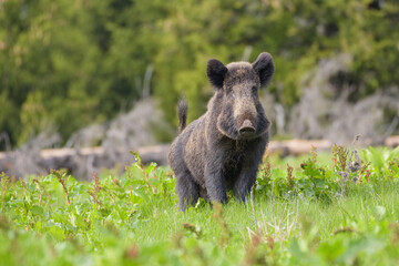 Wild boar, sus scrofa, standing on fresh grass in springtime nature.