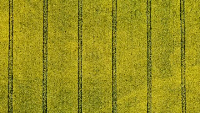 Flowering rapeseed field with parallel lines made by machinery. Aerial top down view, pedestal lowering.