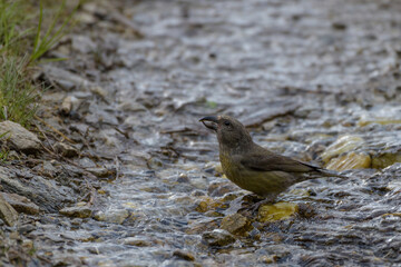 Female red crossbill (Loxia curvirostra)