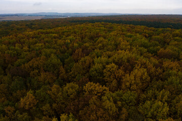 Obraz premium Photo of the forest taken by a drone, a beautiful autumn landscape of deciduous forest in the Ternopil region of Ukraine.