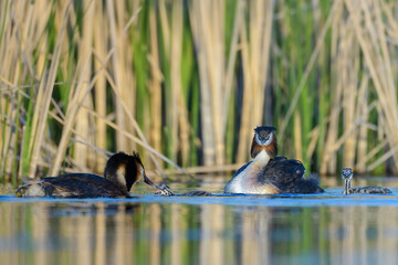 Great grebe with chicks on the lake (podiceps cristatus)