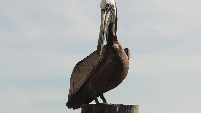 Adult brown pelican standing on a post