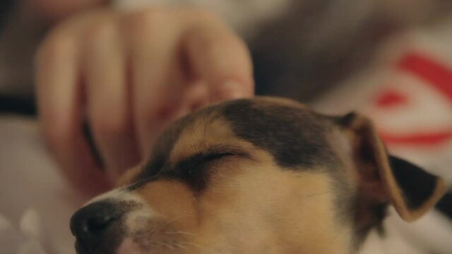 The hand of a kid caressing the head of a sleeping cute puppy. Closeup shot.
