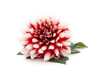 Foto op Canvas One pink dahlia with leaves. © ANASTASIIA