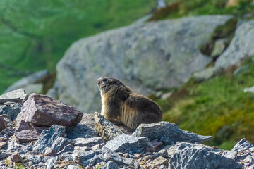 Marmot in the Alps mountains Italy