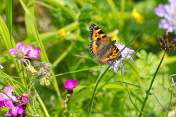 Small tortoiseshell butterfly (Aglais urticae) sitting on a flower in Zurich, Switzerland.