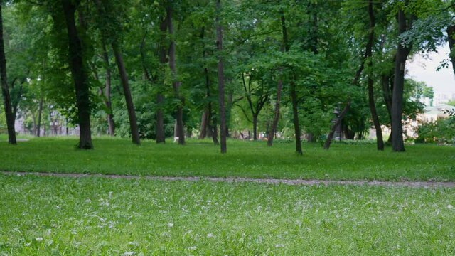 4K stock video footage of green summer June park with many flying and laying on grass white fluffy poplar trees pollen. Allergy season and dangerous allergens all over air. Blurry person, dog walking