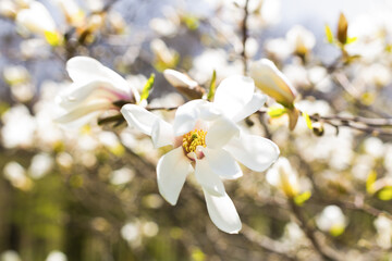 Blooming magnolia in blurry