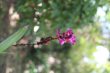 thailand orchid