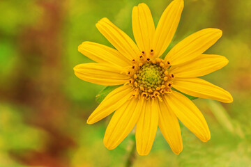 Yellow Leafcup Flower, Smallanthus uvedalia