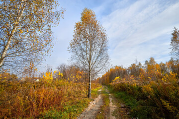 Beautiful autumn park at sunny weather. Warm autumn day.