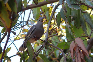 A white-winged dove in a tree