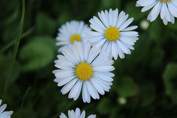 Obraz premium daisy in the grass