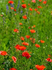 Red poppy plants