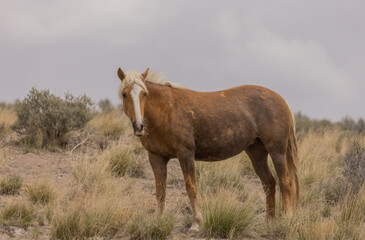 Fototapeta premium Beautiful Wild Horse in the Utah Desert