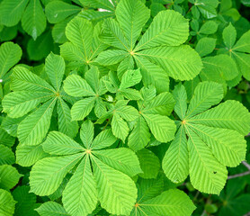 Green leaves of a horse chestnut  tree