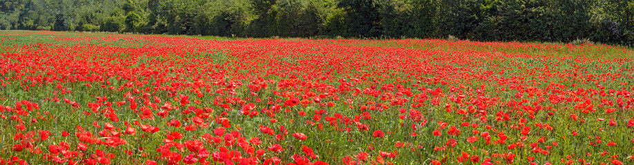 Field with red poppies