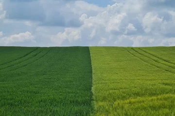 Fototapeten summertime landscape and corn fields, different typs of corn fields on a summer day  © AxelRedder