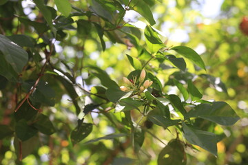green leaves on a tree