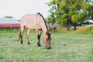 Horses eating grass in a field near a neighborhood. Dun or Buckskin horse and Brown or Bay horse behind. Countryside animals, equines