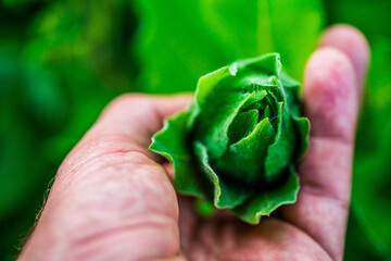 Sonnenblume Sommer Hand Berührung Naturverbundenheit Naturschutz Saat Ernte Landwirtschaft Bio Öko