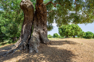 A large old olive tree with a thick curved trunk and wide branches among an olive grove on a sunny...