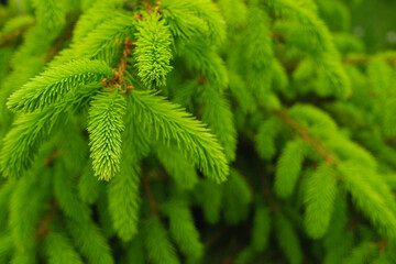 Spring landscape in shades of green. Young branches of a coniferous tree. Brightly green needles of spruce. Fir. Selective focus. Nature concept for design with place for your text