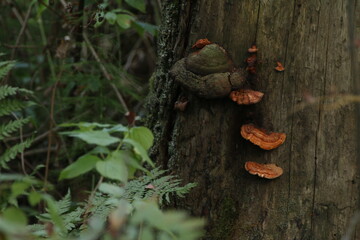 mushrooms growing on the trunk of a tree - obrazy, fototapety, plakaty