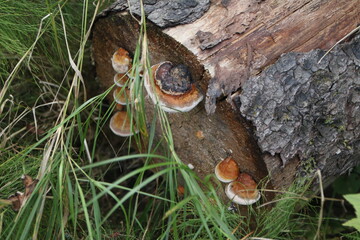 mushrooms growing on the trunk of a tree - obrazy, fototapety, plakaty