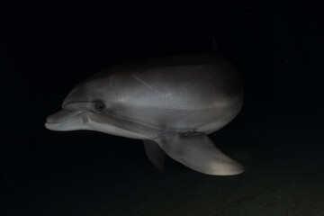 Dolphin swimming in the Red Sea, Eilat Israel
