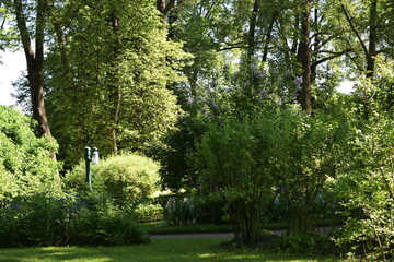 Obraz premium trees in the park