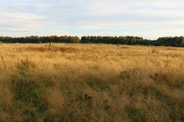 closeup photo of dry gras on rural field in early spring with forest behind, shallow focus