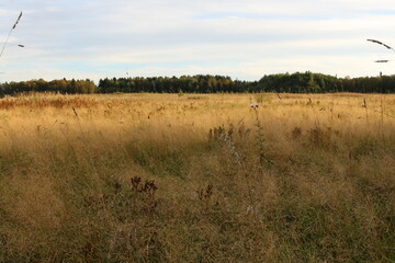 dry tall grass on the field. forest in the background. autumn, Russia
