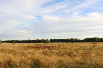 a field with dry grass and a forest on the horizon