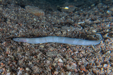 Moray eel Mooray lycodontis undulatus in the Red Sea, Eilat Israel
