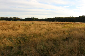 closeup photo of dry gras on rural field in early spring with forest behind, shallow focus