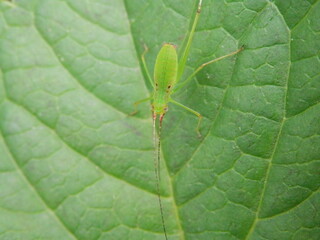 キリギリスの一種の、まだ初期の幼虫