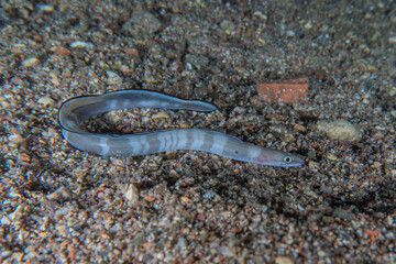 Moray eel Mooray lycodontis undulatus in the Red Sea, Eilat Israel
