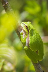 Closeup of a small European tree frog (Hyla arborea or Rana arborea) heating up in the sun.