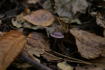 toadstools under fallen leaves in the forest in autumn