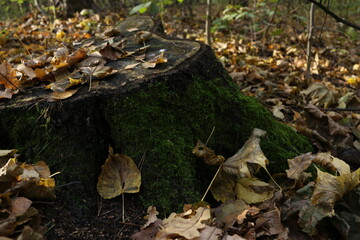 Autumn, the forest, fallen leaves, the stump of a felled tree wet with moss
