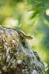 Podarcis muralis, common European wall lizard, resting in sunlight