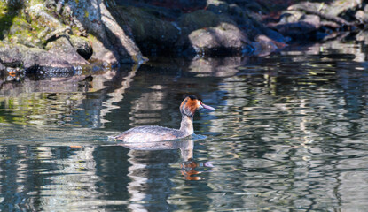 Great Crested Grebe swimming