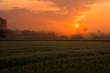 Sommerliche Morgenstimmung in der Ortenau nahe Mahlberg