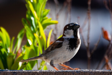 House Sparrow #3