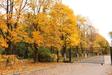 trees with yellow leaves, autumn Russia