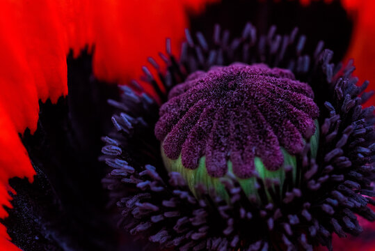 Mohnblumen Blüte Stempel Close Up Makro Violett Lila Rot Sommer dekorativ