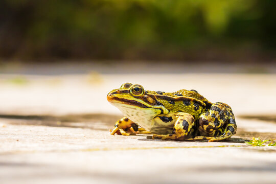 marsh frog, Pelophylax ridibundus, detailed closeup