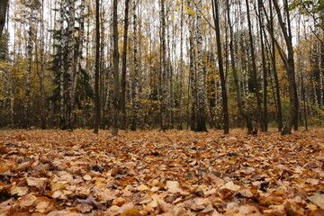 autumn forest, yellow fallen leaves